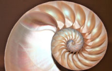 Nautilus-Shell